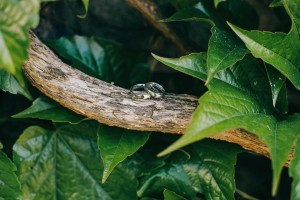 Fotografie svatebních prstýnků na vinné révě