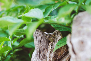 fotografie-svatebnich-prstynku-na-brectanu