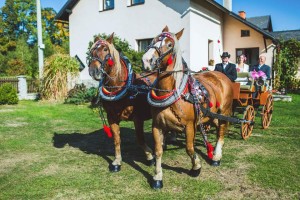 Nevěsta a koňské svatební spřežení